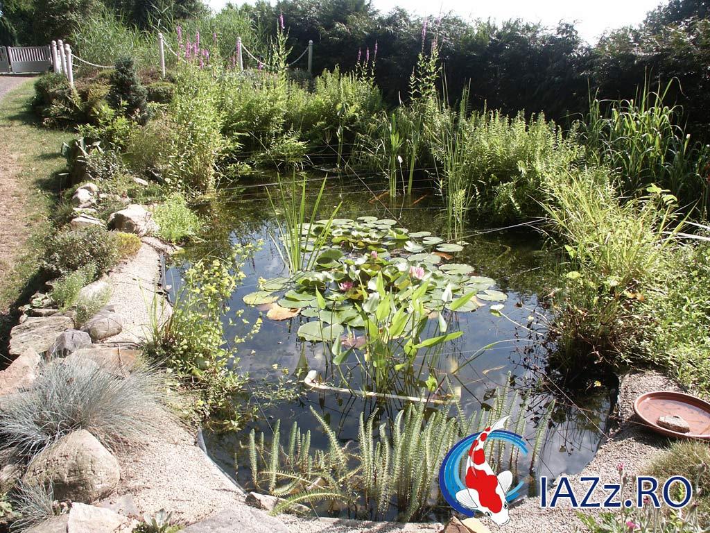 iazuri - amenajari-iaz-koi-crap3.jpg